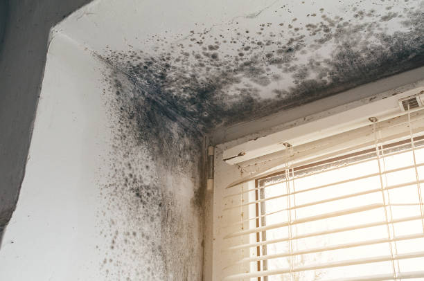 Affordable Mold Remediation solutions in Mountain Lakes, NJ
